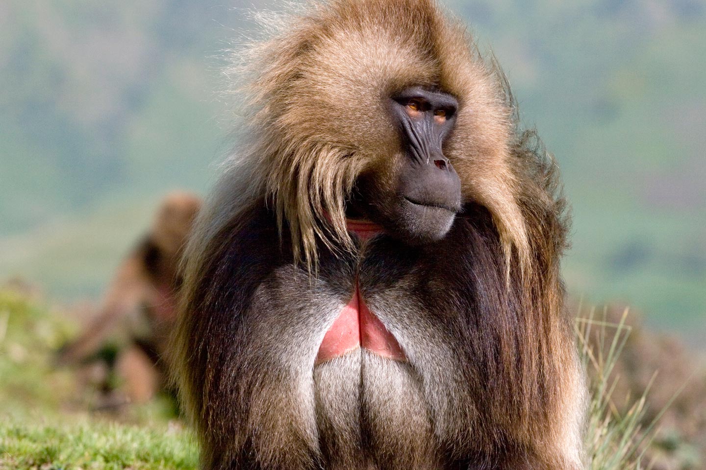 בבון ג'לאדה בוגר, הרי סימיאן, אתיופיה