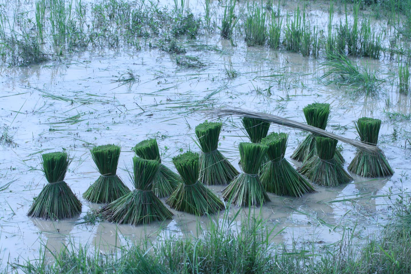 אגודות אורז מחכות לשתילה, קמבודיה