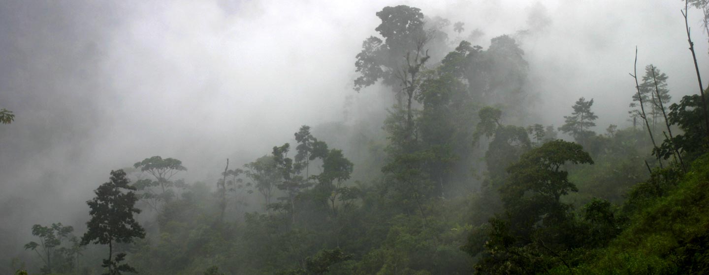 פנמה - יער עננים אפוף בערפל