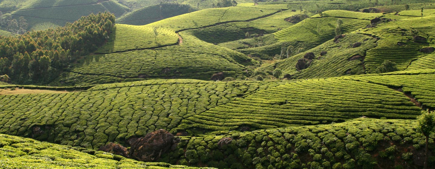 מטעי תה בהרי הגת המערביים בדרום הודו