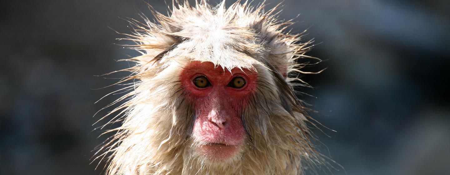 יפן - קוף מקוק בשמורה באלפים היפניים