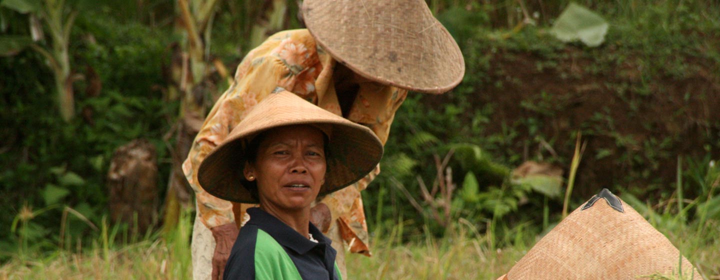 נשים בשדה אורז, האי ג'אווה, אינדונזיה