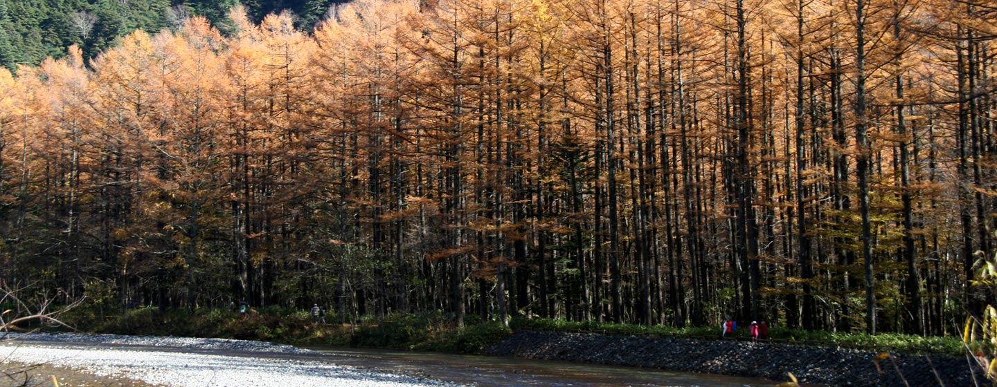 סתו ביפן - יער בשלכת באלפים היפניים