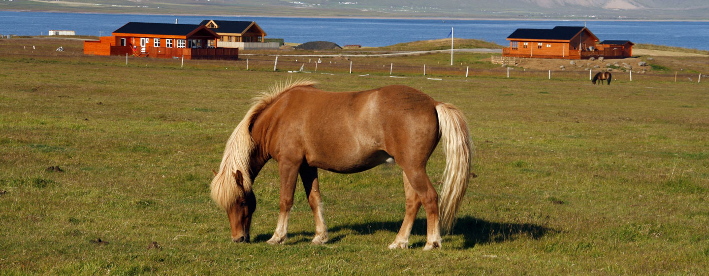 סוס איסלנדי
