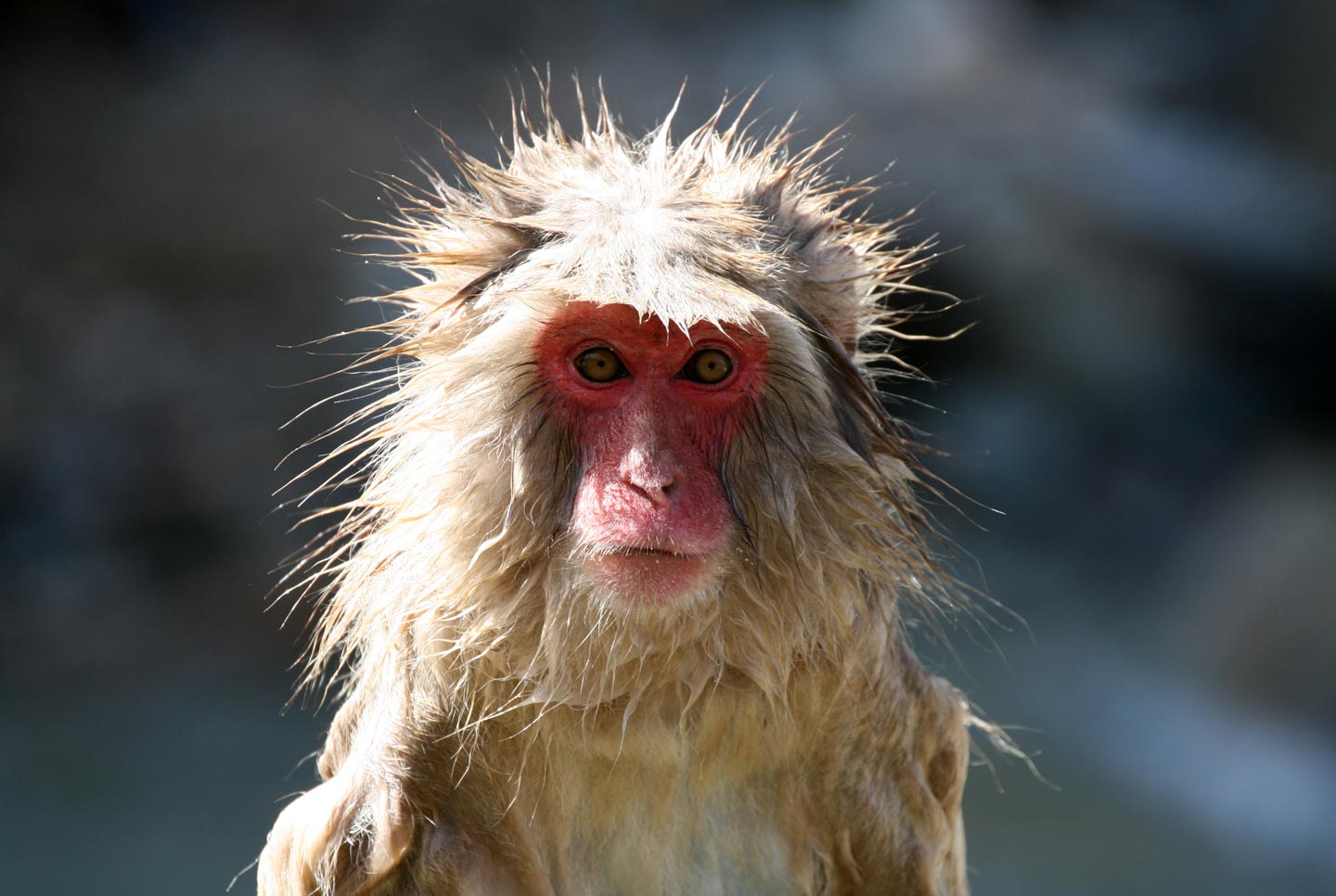 קוף מקוק באלפים היפניים, האי הונשו, יפן