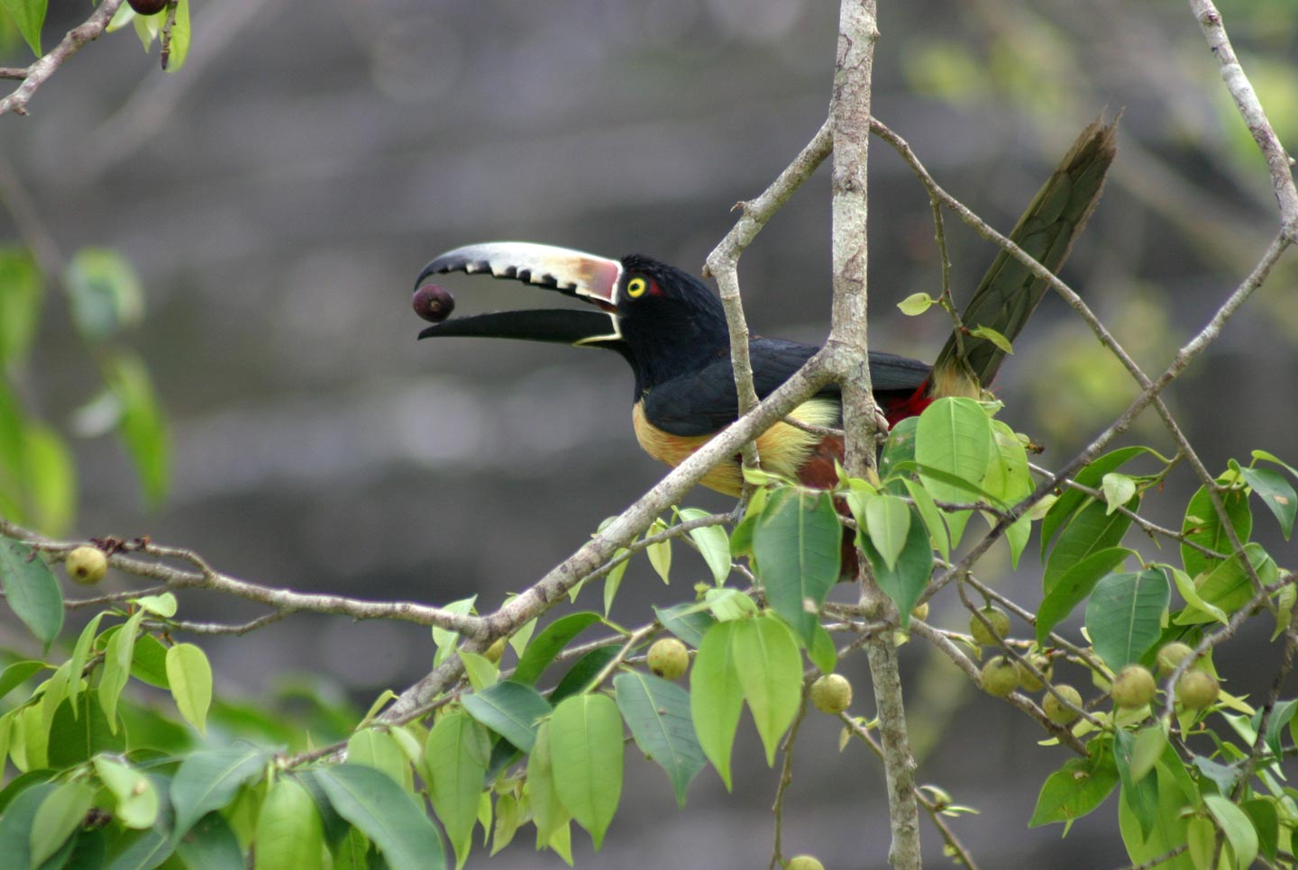 ציפור טוקאן בשמורת טיקאל, גואטמלה