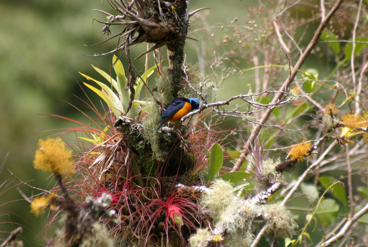 ברומליות ביער העננים , פנמה