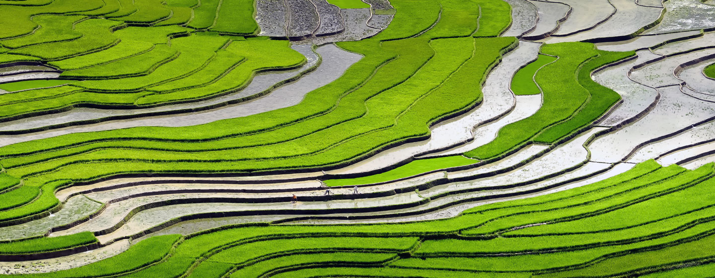 שדות אורז, וייטנאם