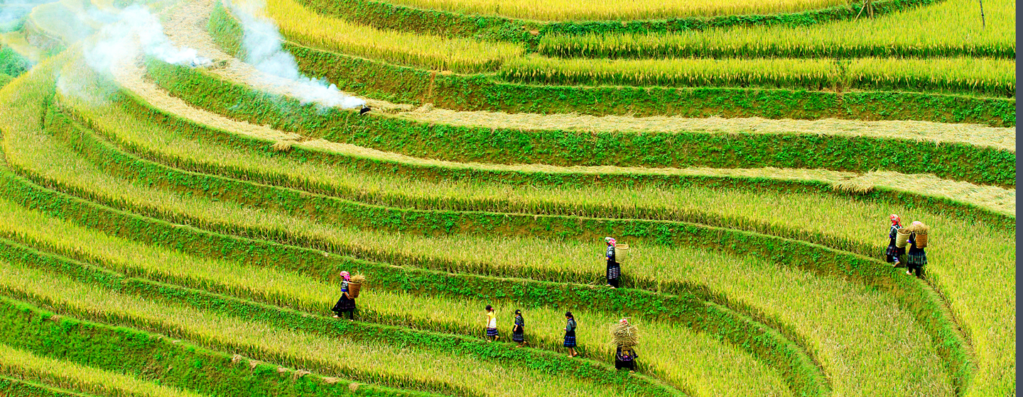 שדות אורז בווייטנאם