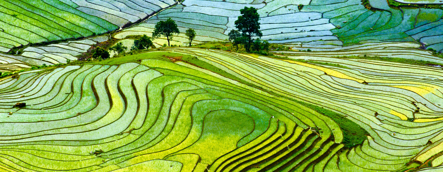 שדות אורס, וייטנאם