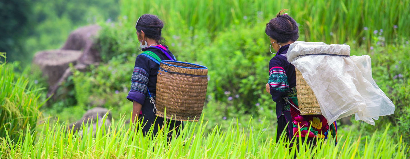 סאפה, וייטנאם