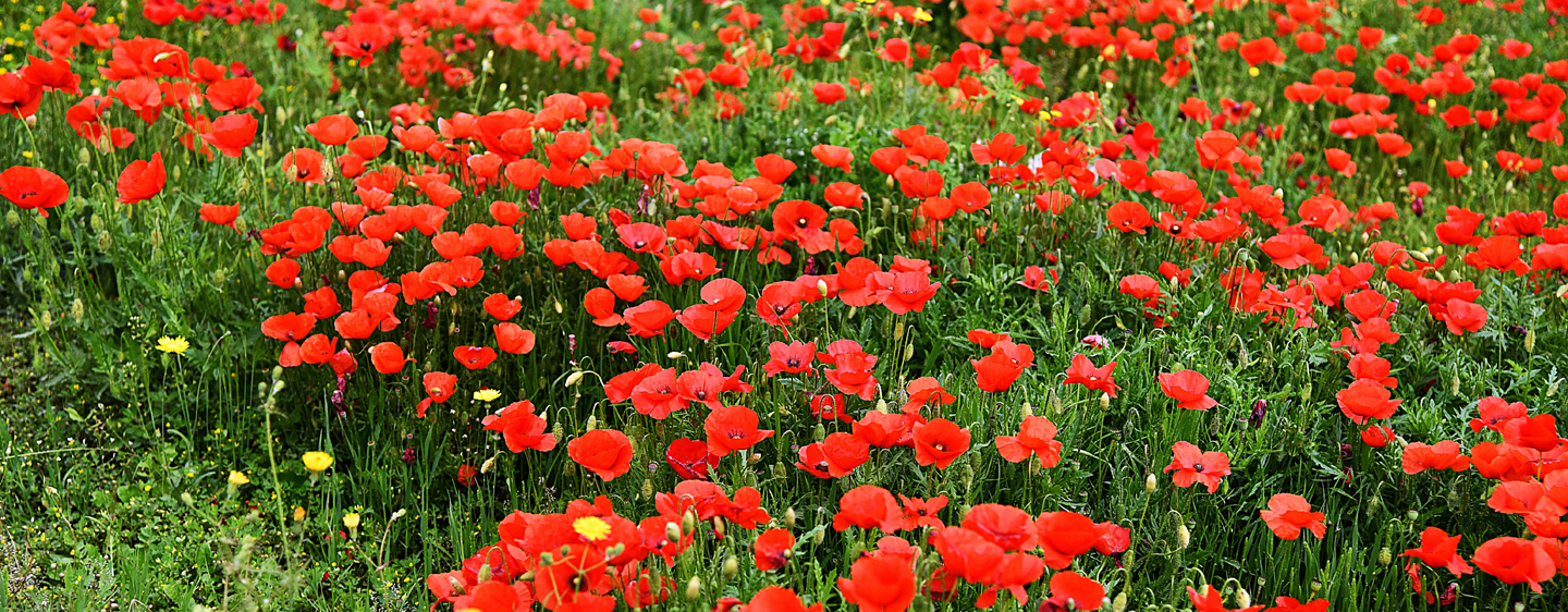 טיול לנאפולי