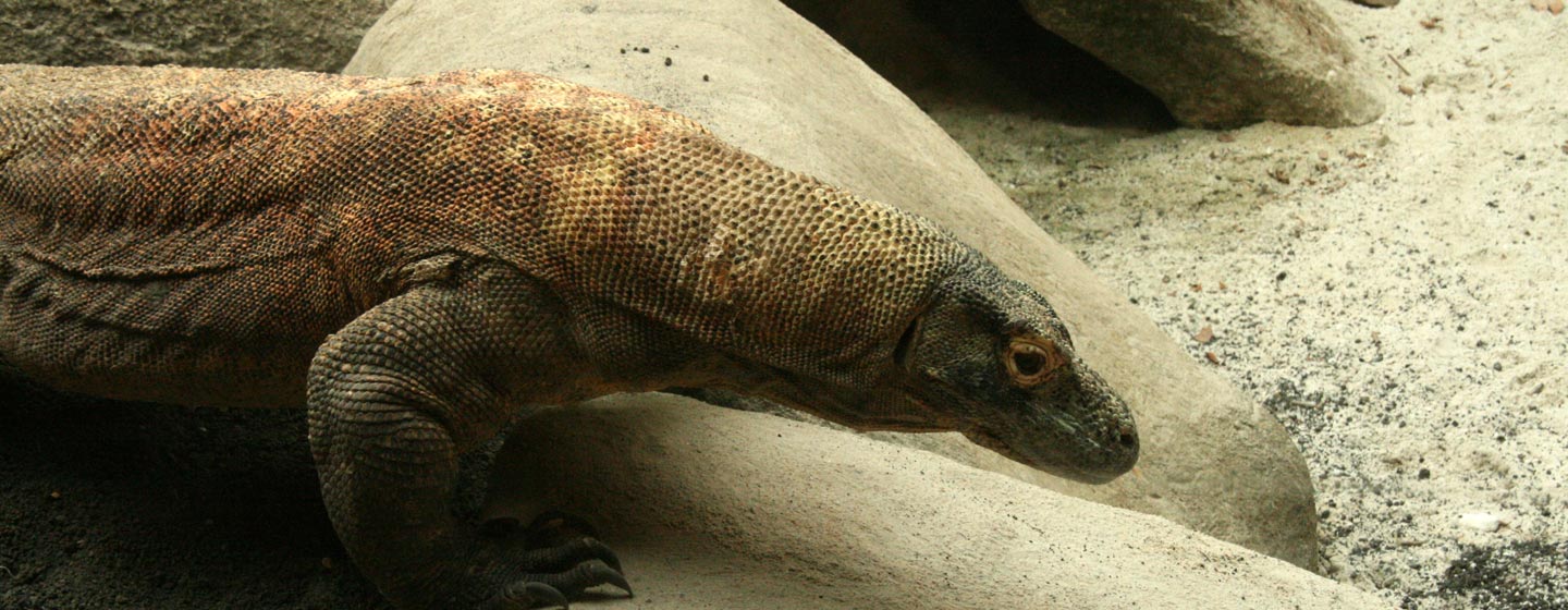 דרקוני קומודו